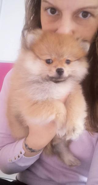 Pomeranian BOO štěňata