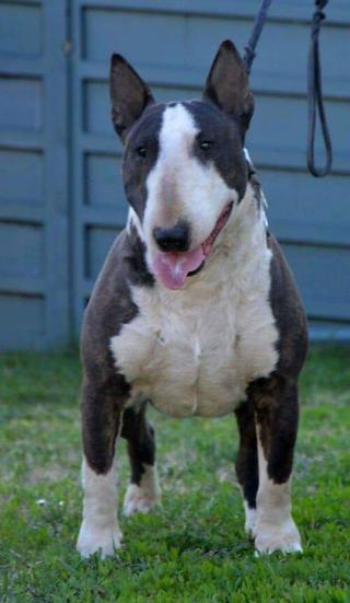 Bullterrier štěně