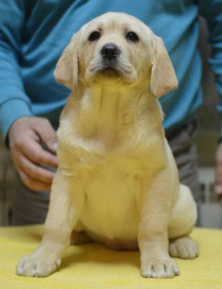 Štěňata labradorského retrívra