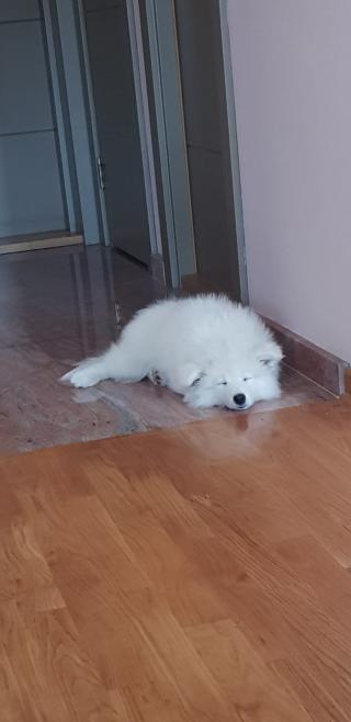 Sibiřská samojed štěňata