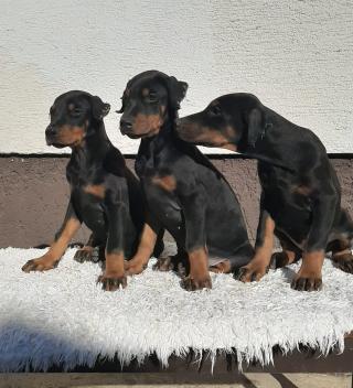 Štěňátka Doberman