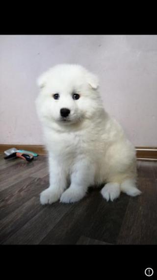 Sibiřská samojed štěňata