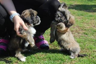 Havanese bichon štěňata