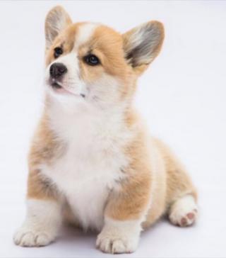 Štěňata Pembroke Welsh Corgi