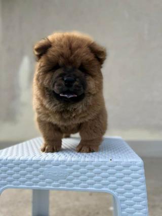 Chow Chow štěňata