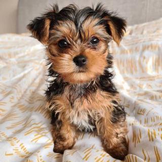 Yorkie puppies available