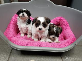 Rozkošný samec a samice štěňata Shih Tzu