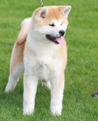 Akita Inu 