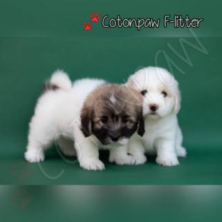 Coton de Tulear 