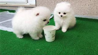 Krásná štěňata Pomeranian Teacup nyní připravena