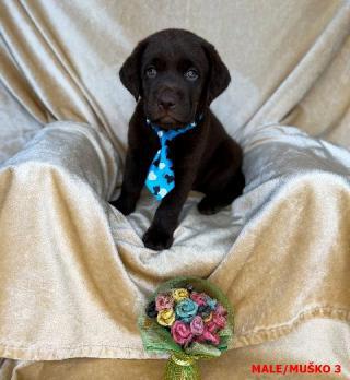 Štěňata Labrador Brown