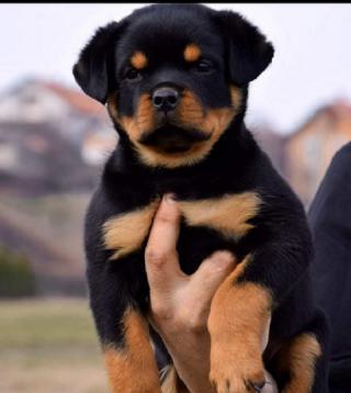 Špičková štěňata ROTTWEILERA