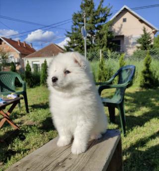 Krásná štěňátka samojeda připravená k adopci..