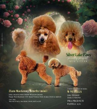 Miniature poodle puppies