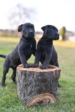 Cane Corso štěňata na prodej