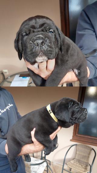 Cane Corso štěňata na prodej