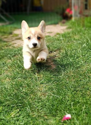 Welsh Corgie štěňata na prodej