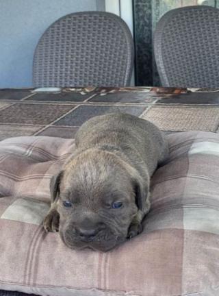 Cane Corso, rezervace štěňat