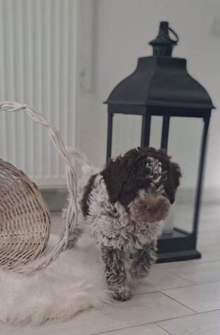 Štěňata Lagotto Romagnolo