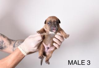 Pocket Micro American Bully štěňata