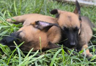 Belgický ovčák malinois štěňata