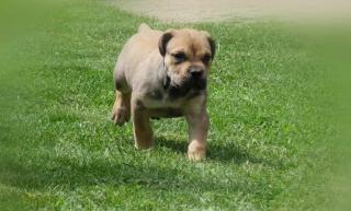 Boerboel Jihoafrický mastin štěňata