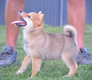 Shiba Inu štěňata