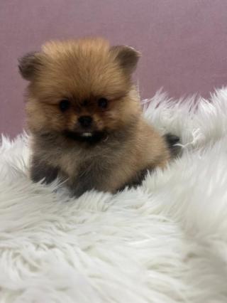 Pomeranian BOO štěňata