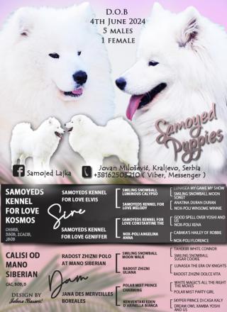 Samojed štěňata na prodej