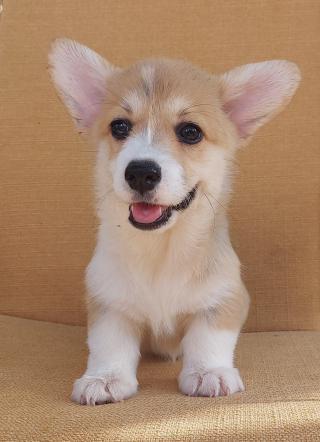 Pembroke Welsh Corgi štěňata