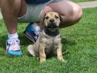 Boerboel (jihoafrický mastif) štěňata