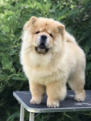 Chow Chow puppies for sale!