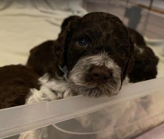 Lagotto Romagnolo šteniatka