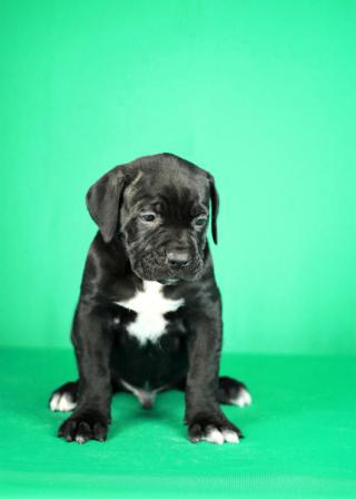 Cane Corso štěňata na prodej