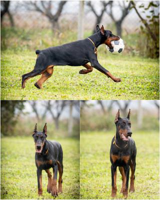 doberman šteniatka