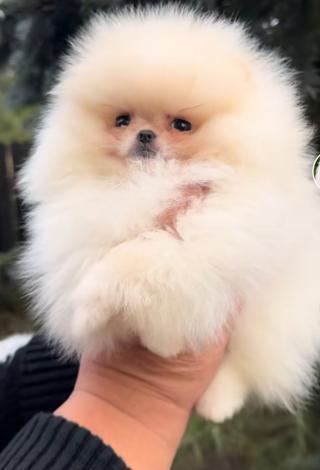 Pomeranian Spitz