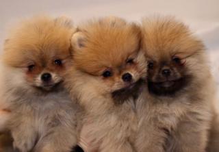 Pomeranian Spitz- 3 males