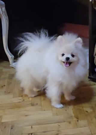 Čistokrevný Pomeranian štěňata