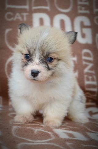 Welsh Corgi Pembroke - Krásná Štěňata