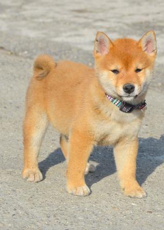 Shiba Inu štěňata