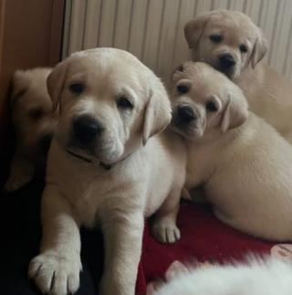 Labrador retriver s PP (smetanová)