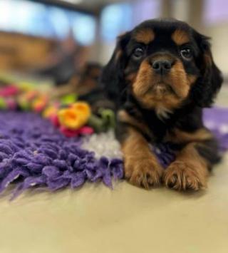 Kavalír king charles spaniel štěňátka s PP