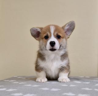 Welsh Corgi Pembroke štěňata