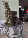 Štěňata Cane corso