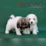 Coton de Tulear 