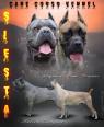 Cane Corso štěňata