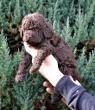 Štěňata Lagotto Romagnolo